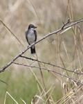 Eastern Kingbird 0222